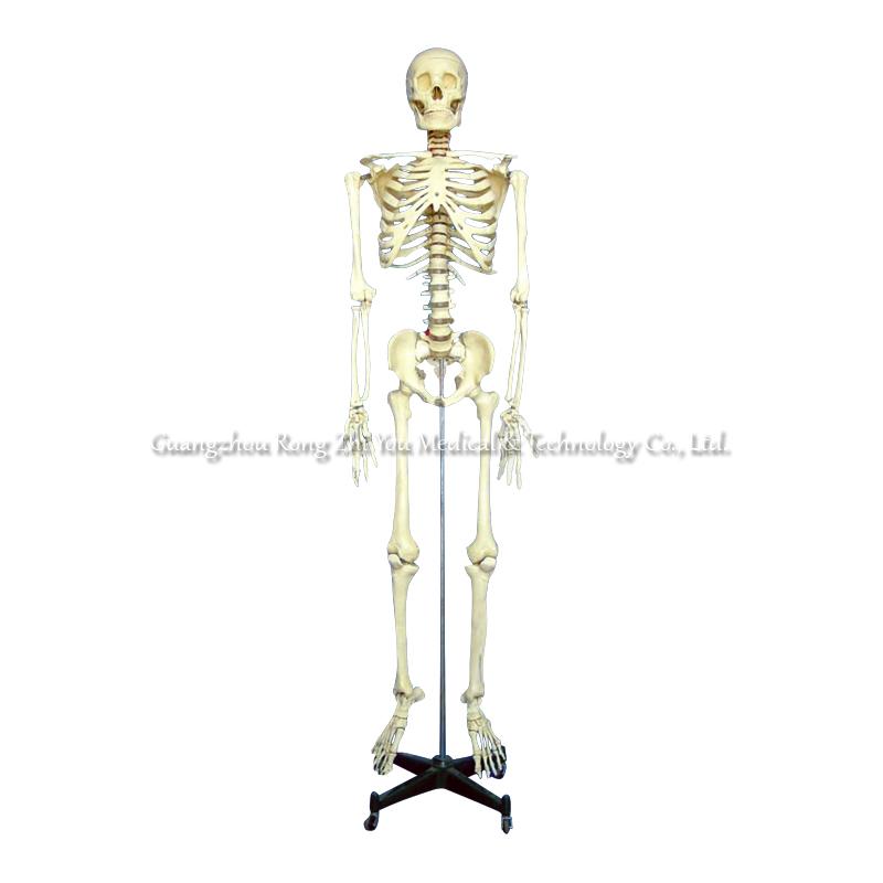 Human skeleton model Human skeleton model