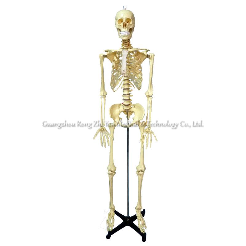 Human Skeleton Model