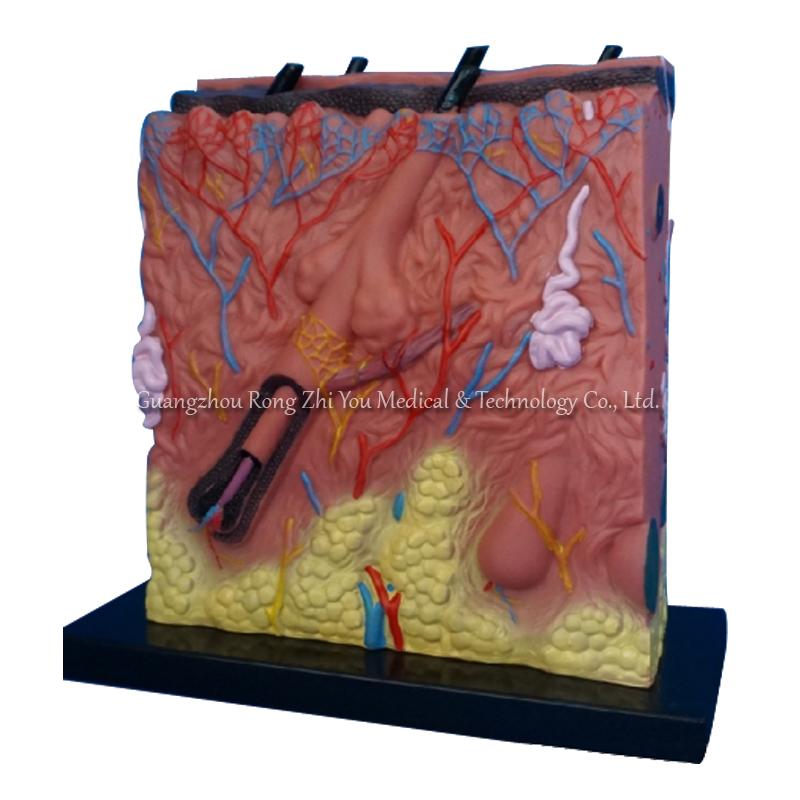 Skin Anatomic Model