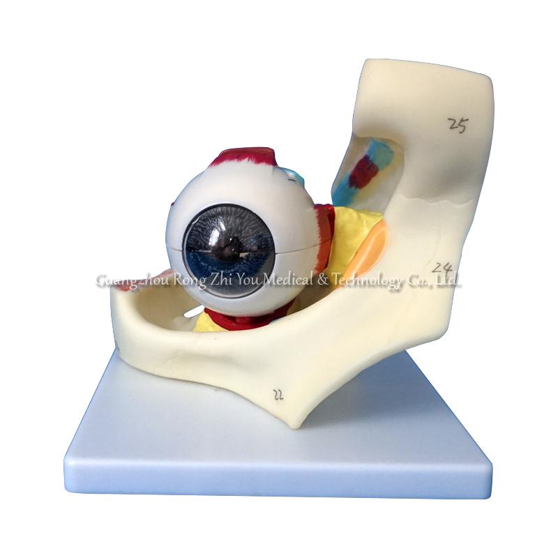 Model of Eye