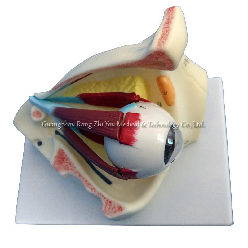 Model of Eye