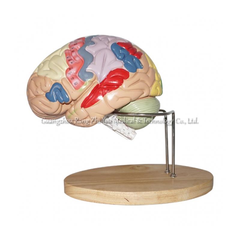Color-Coded Human Regional Brain Model