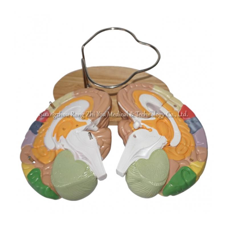 Anatomy Bain