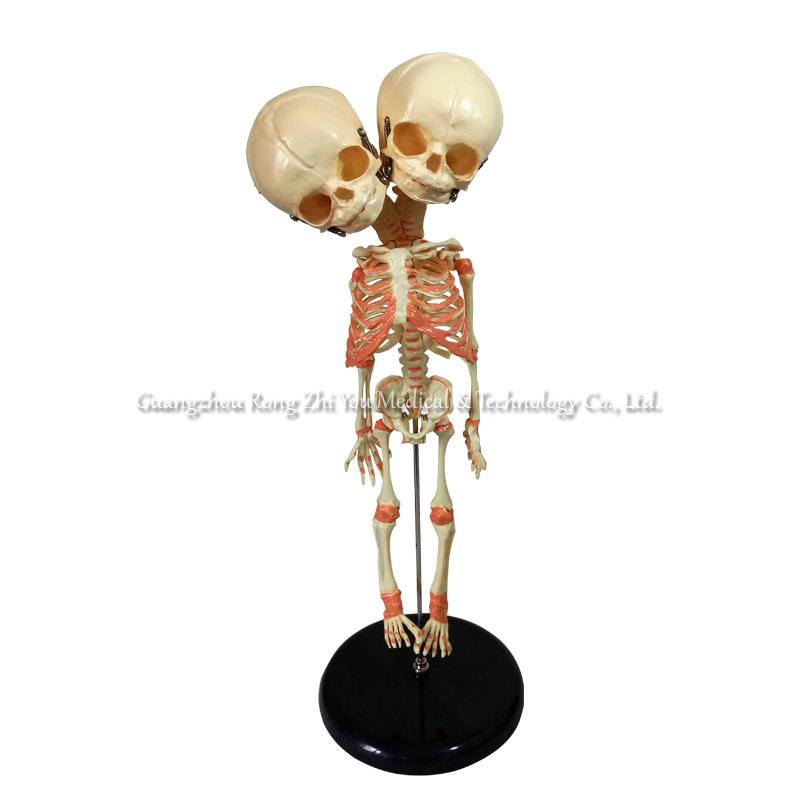 Baby Skeleton Model Baby Skeleton Model
