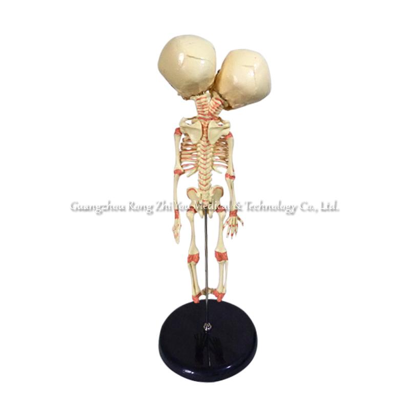 Baby Skeleton Model Baby Skeleton Model