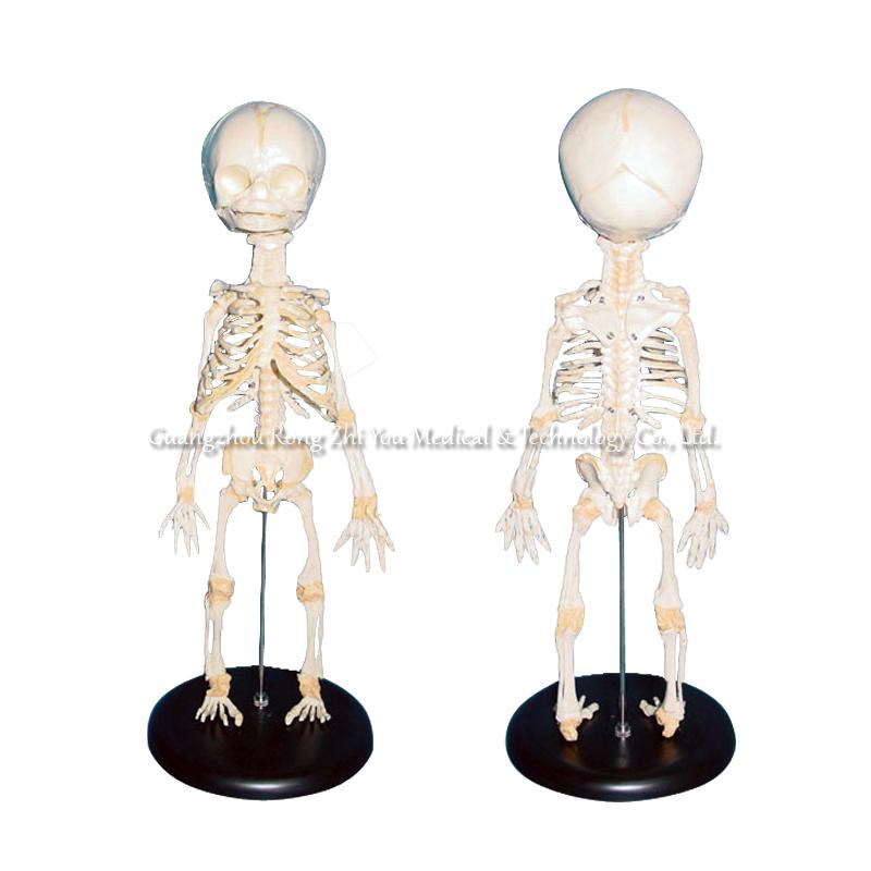 Human articulated fetal skeleton model Human articulated fetal skeleton model