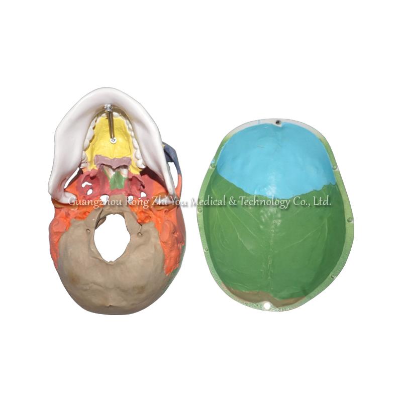Colored Human Skull Model