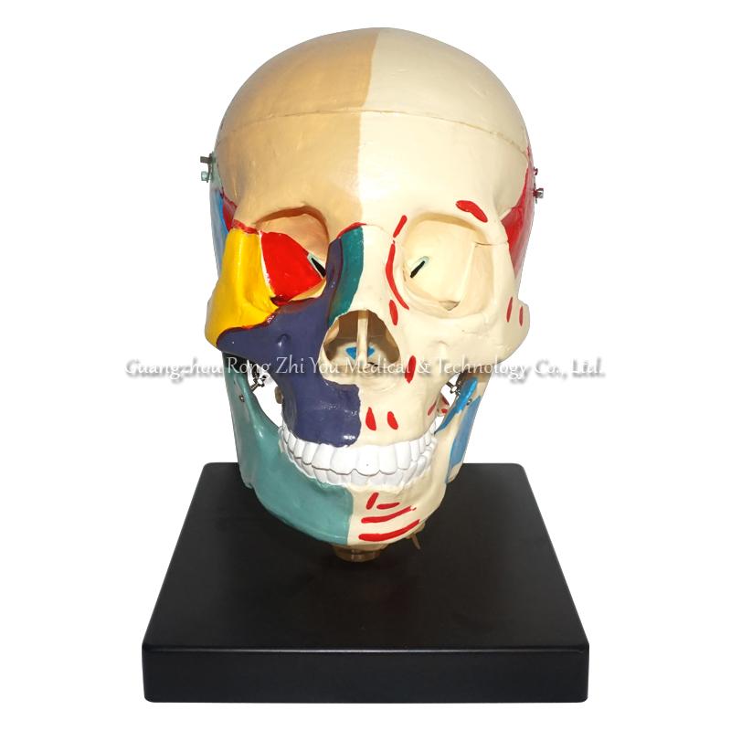 Colored Life-Size Plastic Human Skull Model