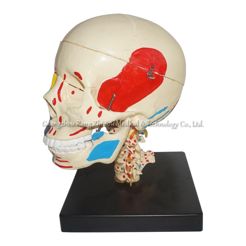 Human Skull Model