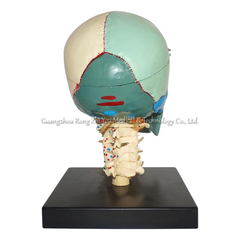 Human Skull Model