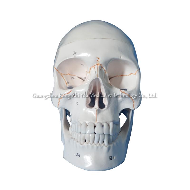 Skull Model With Number