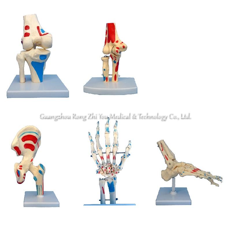 Anatomical Joint Skeleton Model