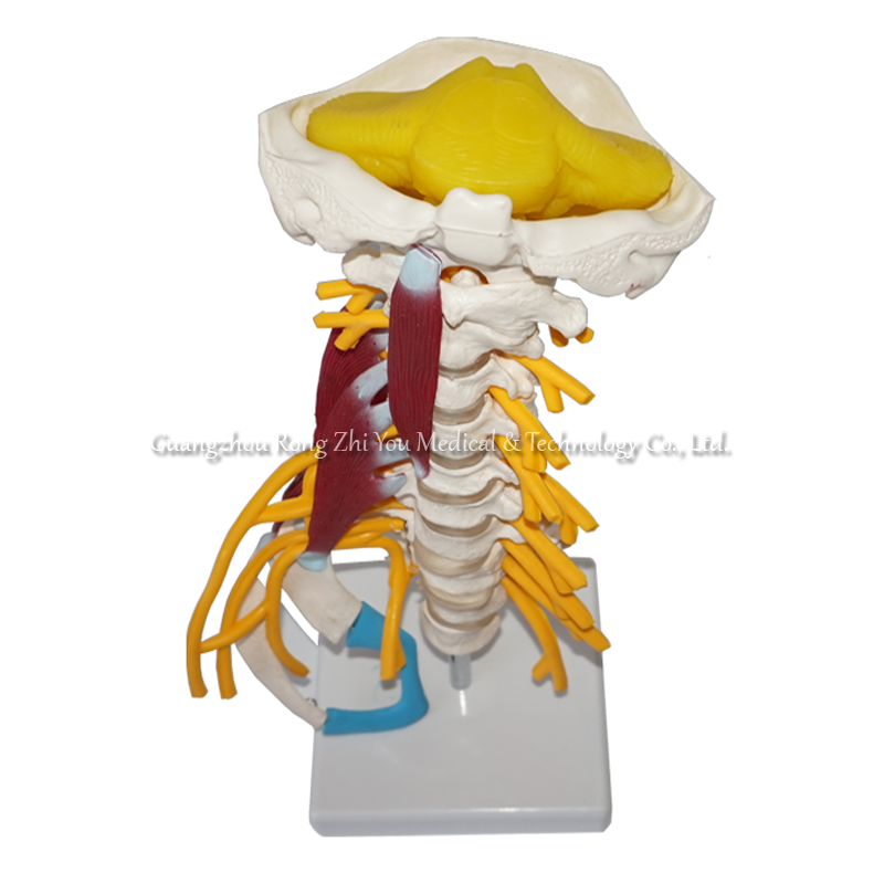 Life-size Cervical Model
