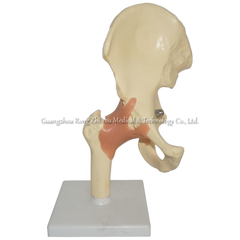 Human Hip Model 
