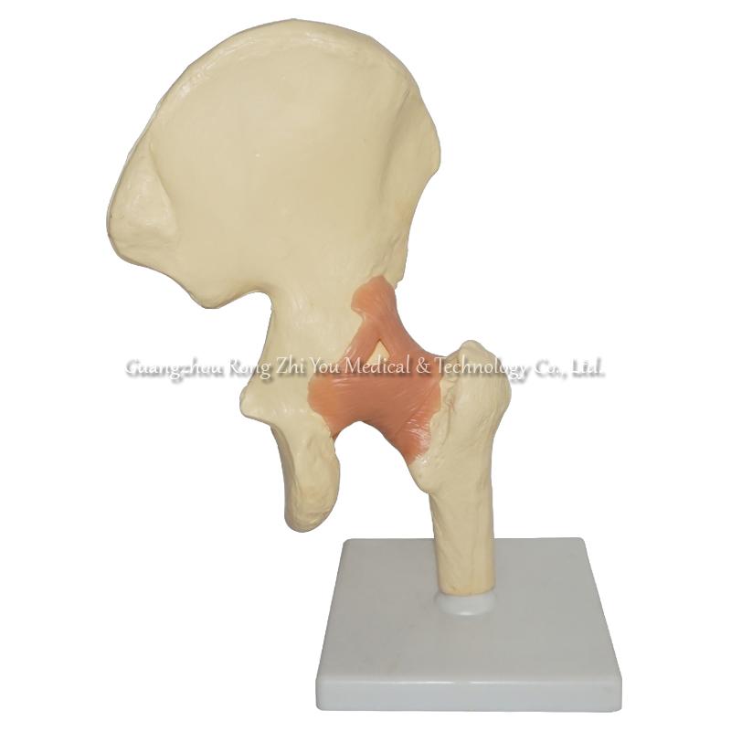 Human Hip Model