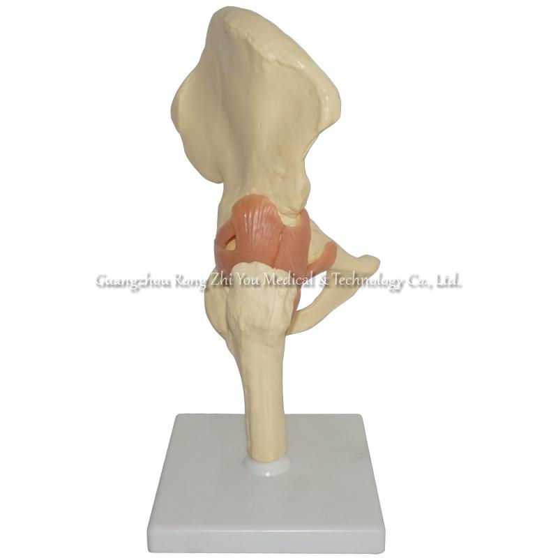 Human Hip Model