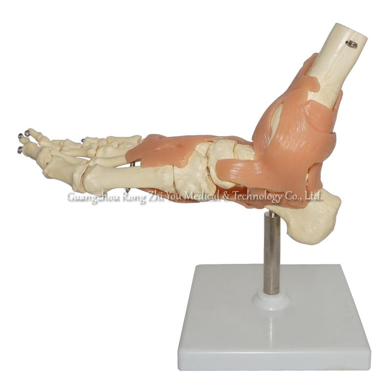 Life-Size Human Foot Joint
