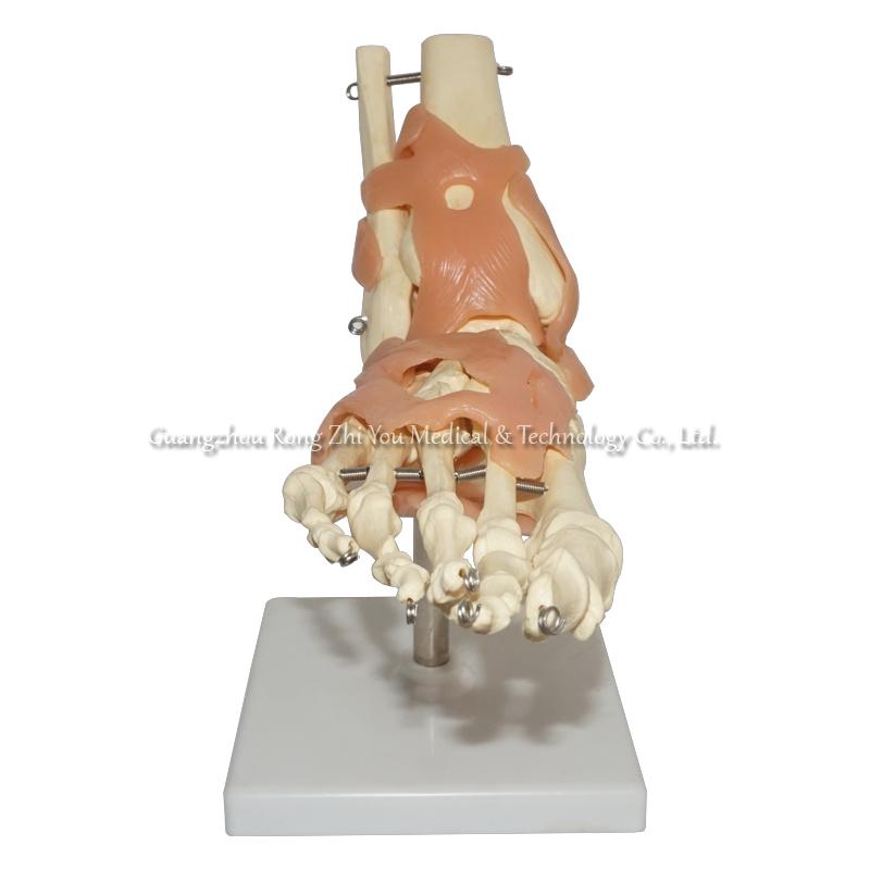 Life-Size Human Foot Joint