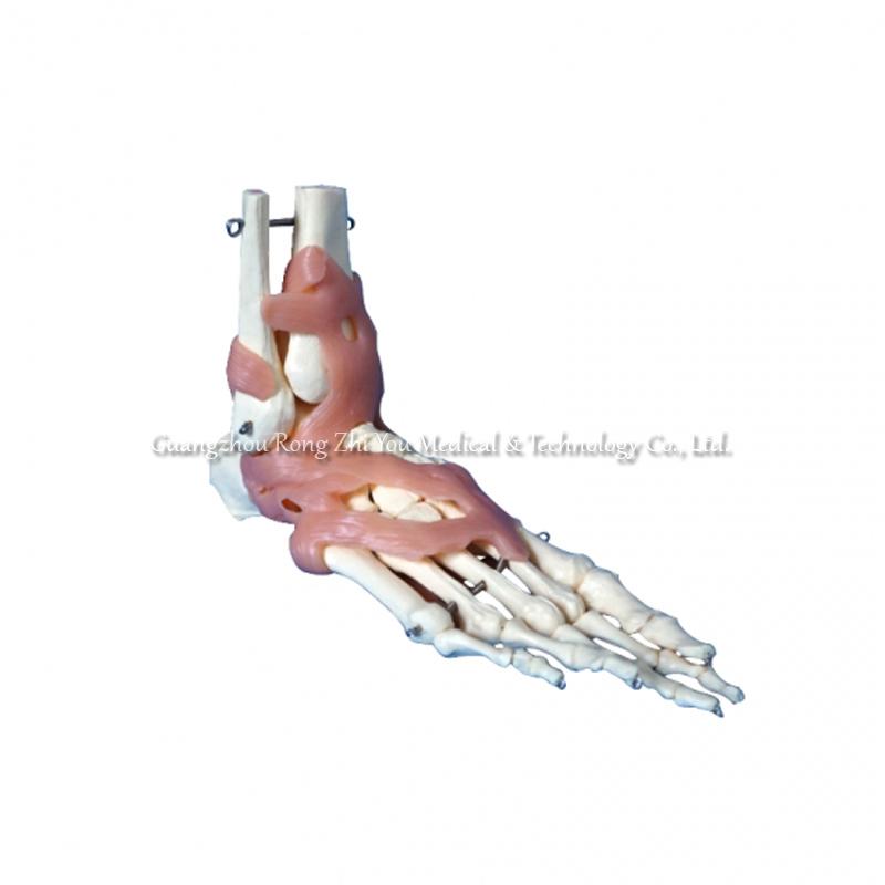 Life-Size Human Foot Joint