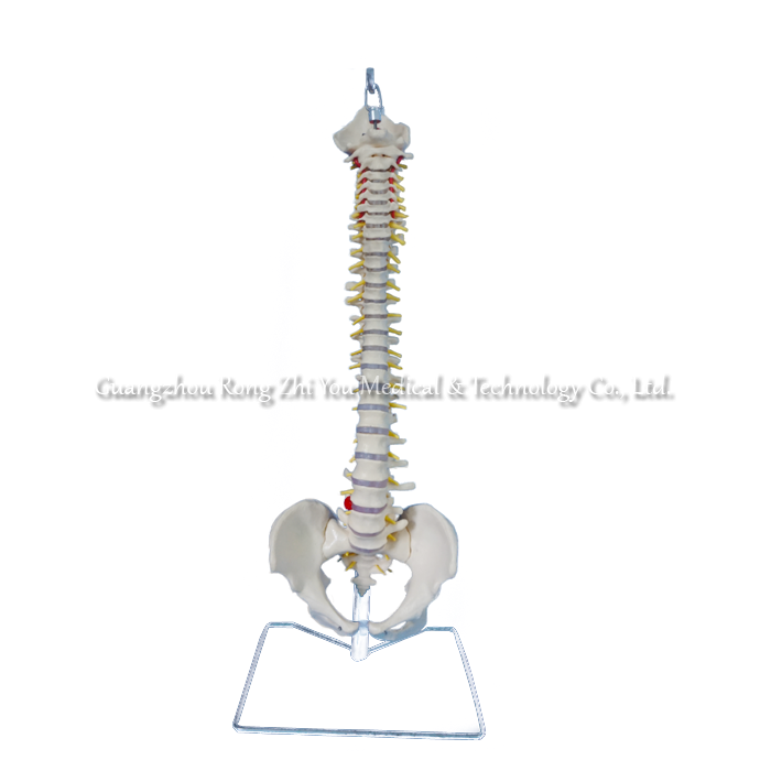 Flexible Vertebral Column Flexible Vertebral Column