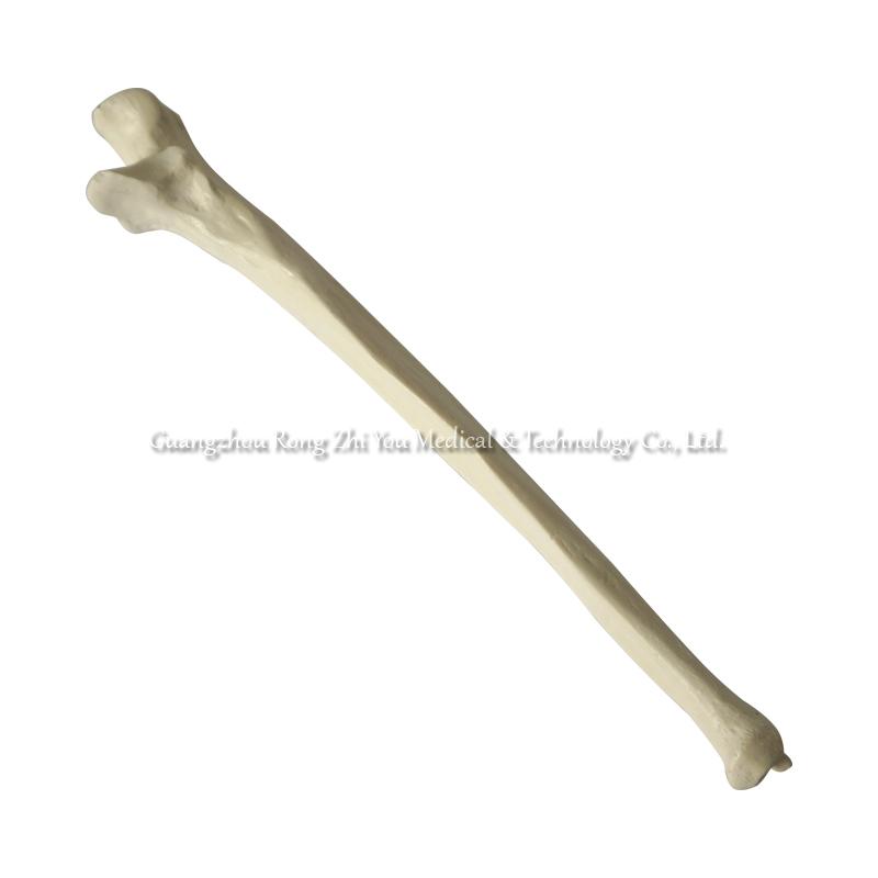 Medical Artificial Ulna Model Medical Artificial Ulna Model