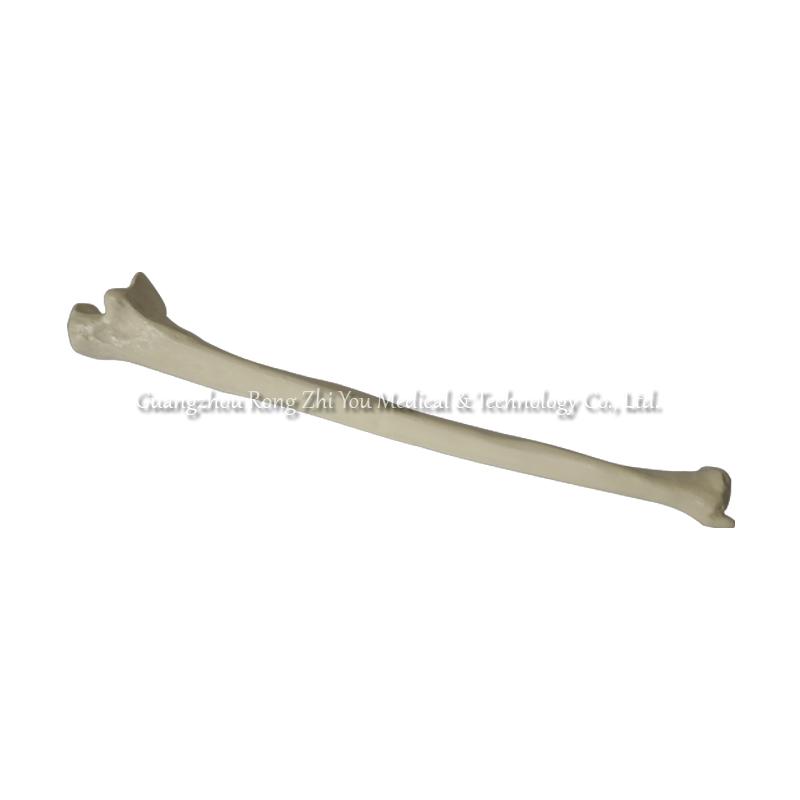 Medical Artificial Ulna Model Medical Artificial Ulna Model