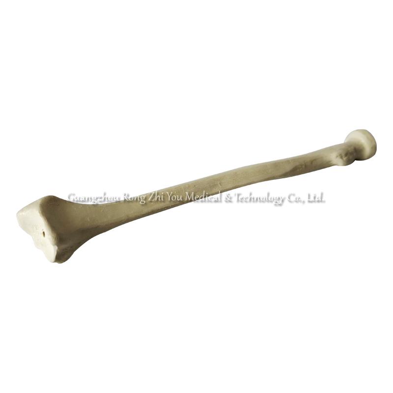 Medical Artificial Ulna Model Medical Artificial Ulna Model