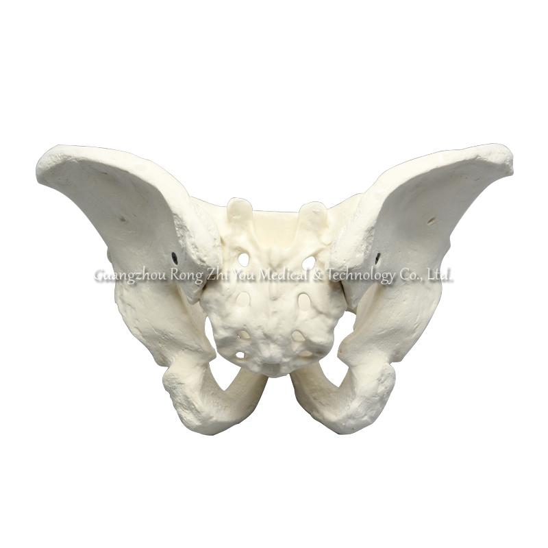 Human Pelvis Bone Model
