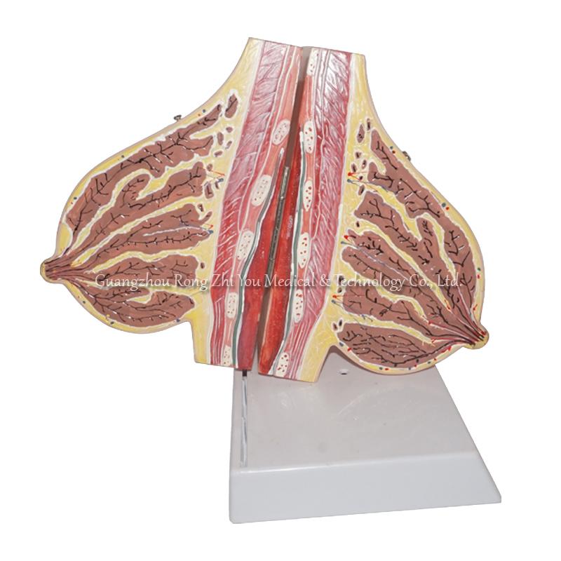 Lactating Breast Anatomical Model