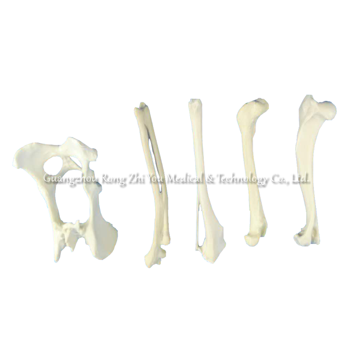 Medical Surgery Practice Bone Medical Surgery Practice Bone