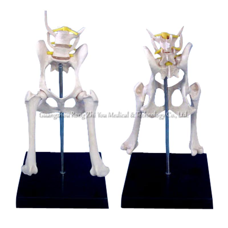 Dog Lumbar Vertebra Dog Lumbar Vertebra