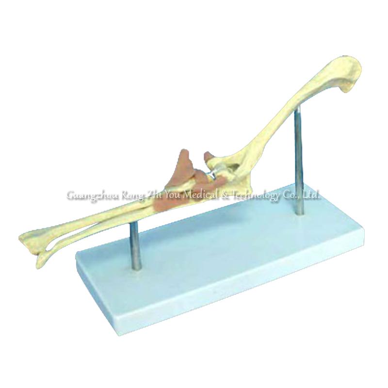 Dog Anatomical Elbow Dog Anatomical Elbow