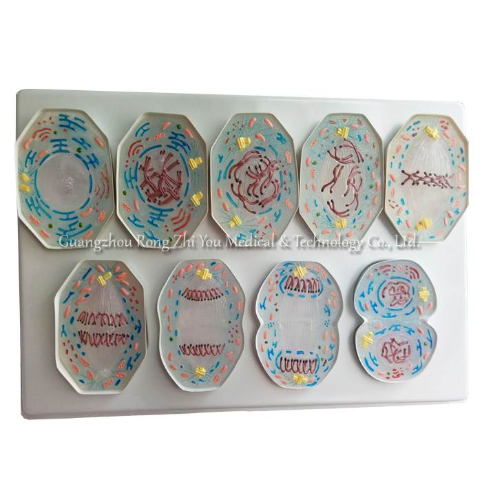 Model Mitosis