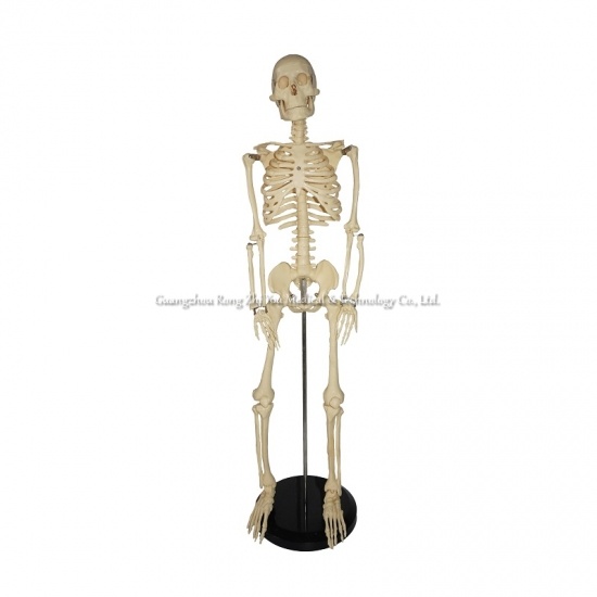 85cm هيكل عظمي نموذج