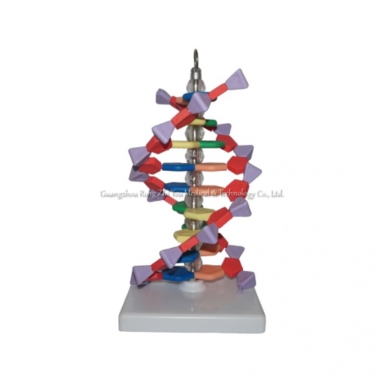 نموذج بنية dna