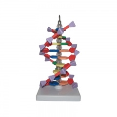نموذج بنية dna