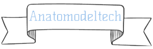 Anatomical Model & Technology Co., Ltd.